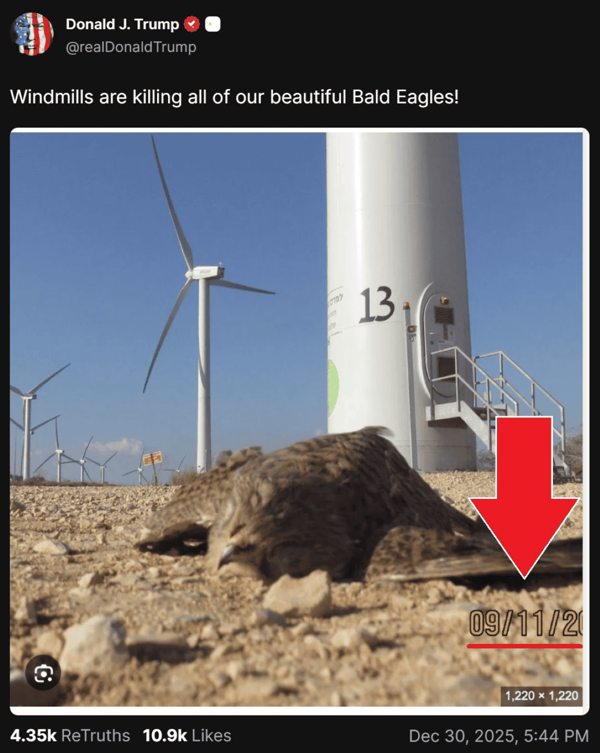 Trump Revives Anti-Windmill Campaign With Misidentified Bird Photo